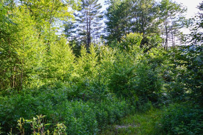 LOT-3 - 00 Vt Route 103 N, Home with 0 bedrooms, 0 bathrooms and null parking in Chester VT | Image 18