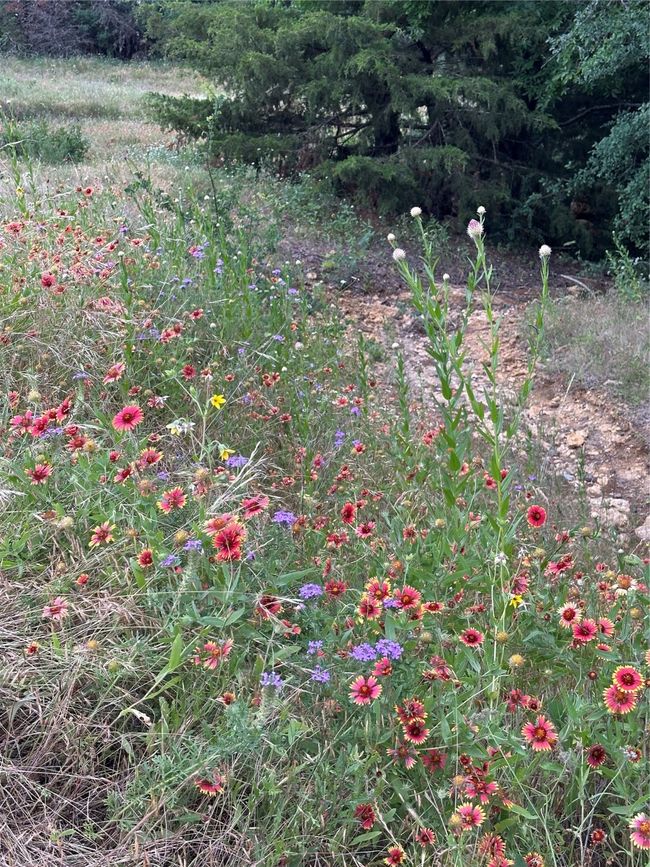 Abundant wildflowers throughout the property | Image 34