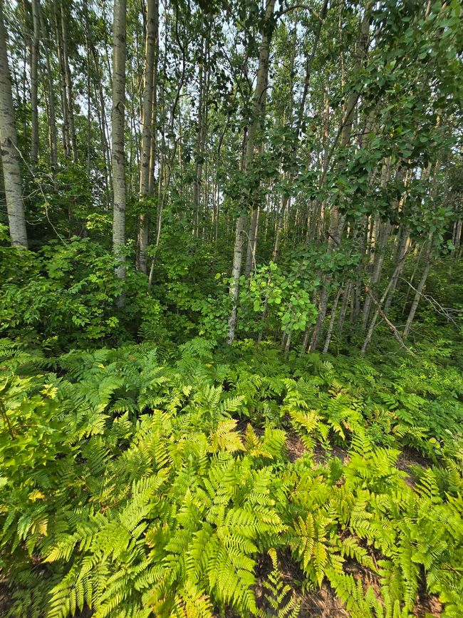 1937140-e4425144-1f64-4313-a837-b5f6b11f5bb9.JPG | Image 8