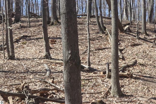 lot 19 Crystal Ridge Dr, Home with 0 bedrooms, 0 bathrooms and null parking in Beulah MI | Image 5