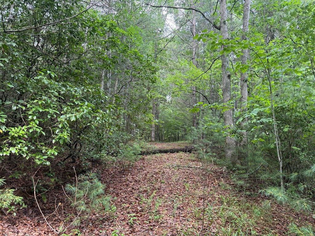 Land in Franklin 5