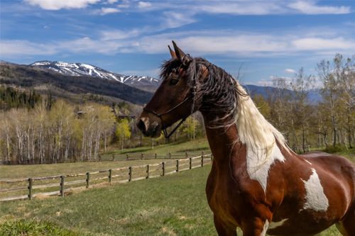 31775 Bradley Ranch, Steamboat Springs, CO, 80487 | Card Image