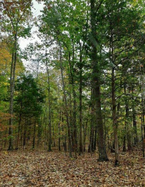 0000 County Road 126, Waterloo, AL, 35677 | Card Image