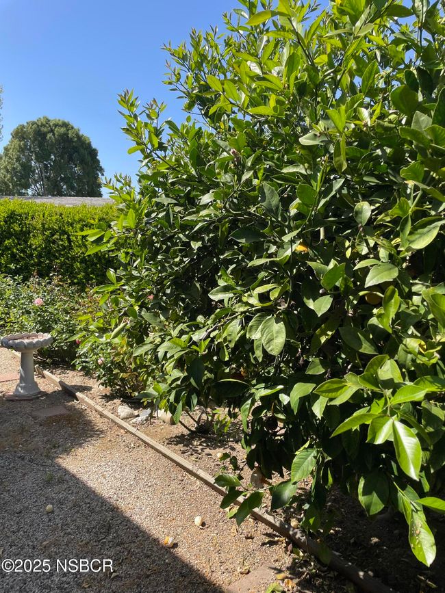 yard | Image 30