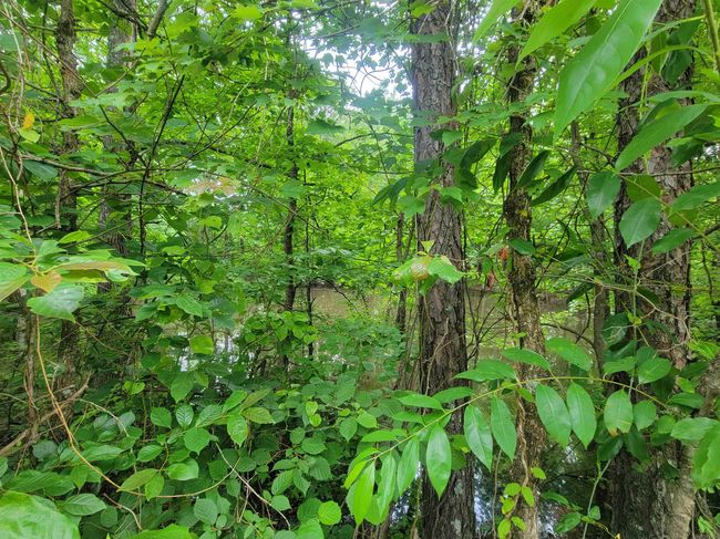 266 Mariposa Loop, Home with 0 bedrooms, 0 bathrooms and null parking in Bee Branch AR | Image 11