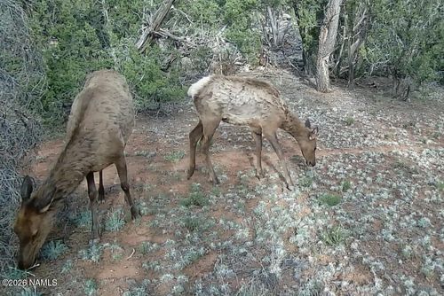 186 N Bull Run Rd, Williams, AZ, 86046 | Card Image