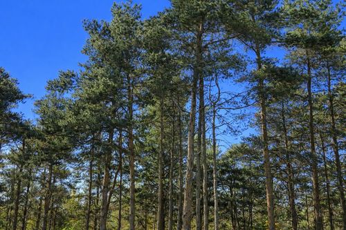 8832 Cedar Creek Dr, Petoskey, MI, 49770-8872 | Card Image