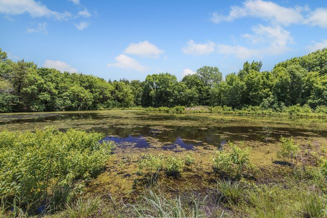 Ground view of pond! | Image 15