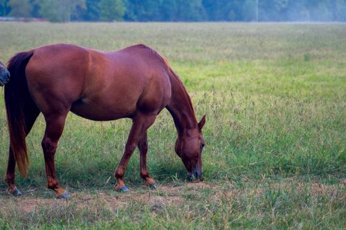 550 Sunshine Ln, Pangburn, AR, 72121-8977 | Card Image