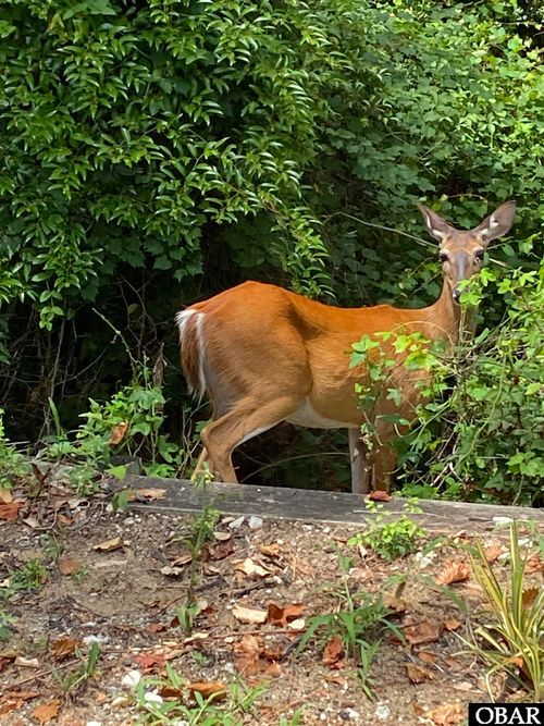 110 Jimmy Court, Kill Devil Hills, NC, 27948 | Card Image