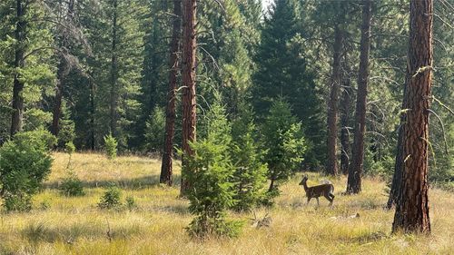 NHN California Ave, Libby, MT, 59923 | Card Image