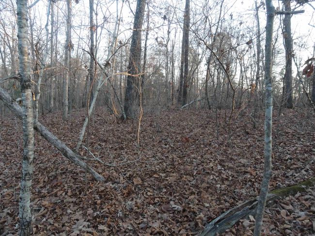 313 Mayapple Rd, Home with 0 bedrooms, 0 bathrooms and null parking in Harriet AR | Image 9
