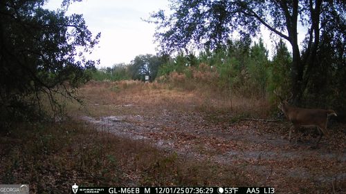 0 Cumbie Rd, Climax, GA, 39834 | Card Image