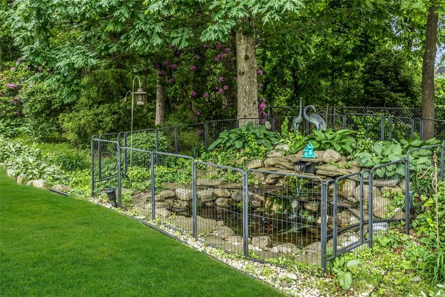 Well Cared for Mature Koi Pond | Image 38