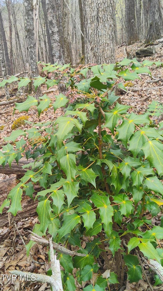 Berry bush | Image 11