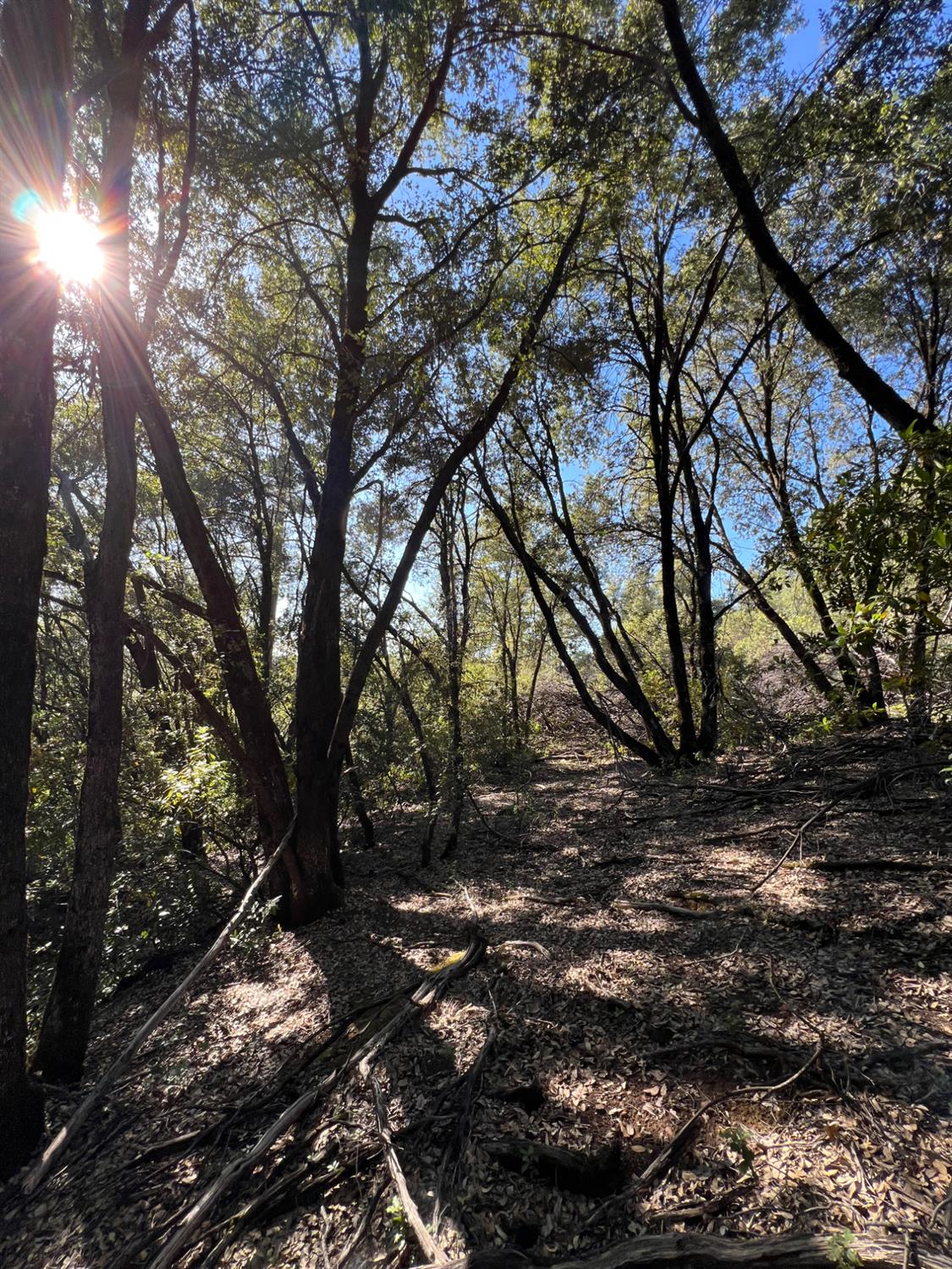Land in Sonora 3