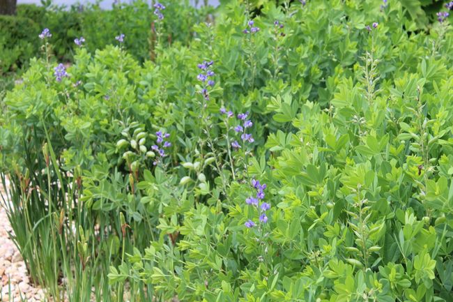 wild flowers | Image 26