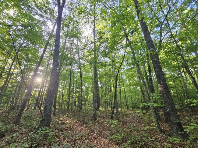 3 Woodfern Ln, Home with 0 bedrooms, 0 bathrooms and null parking in Coalmont TN | Image 8