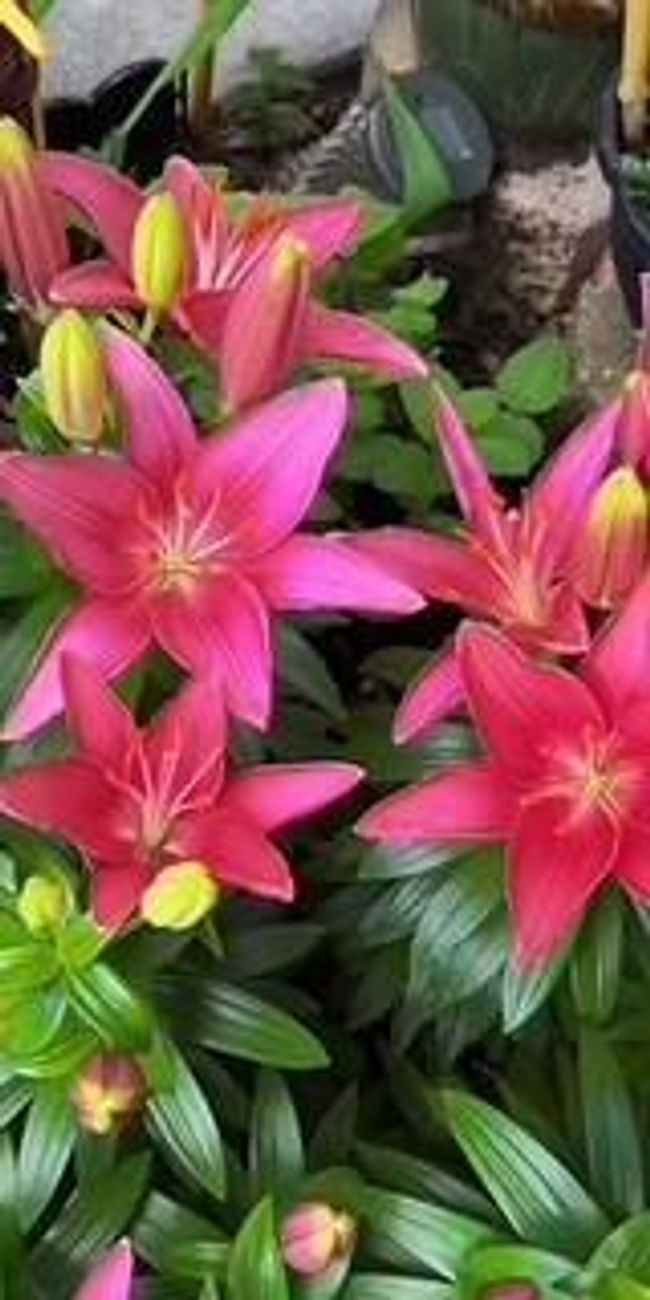 Many Perennial Flowers around the front garden. | Image 28