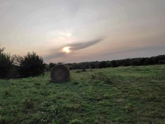 Hay crop of native grass! | Image 21