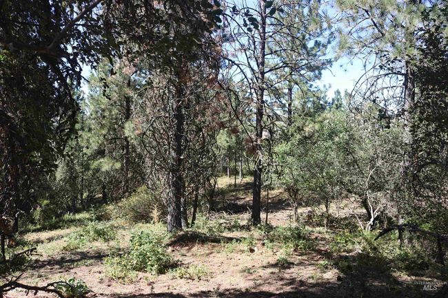 View of local wilderness | Image 47