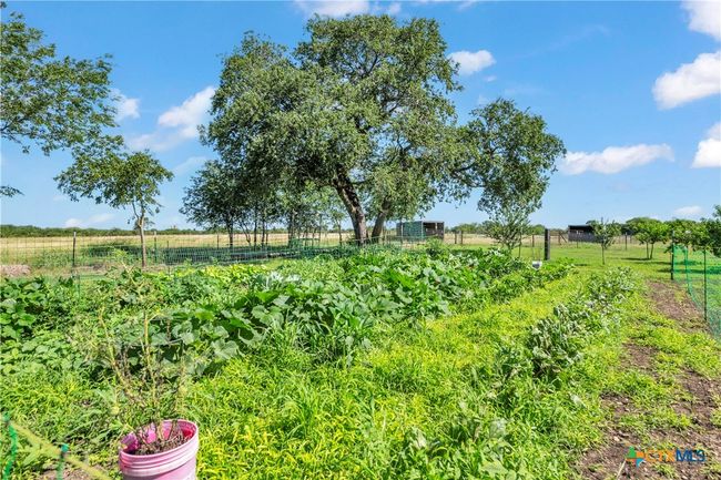 Garden and fruit trees | Image 22
