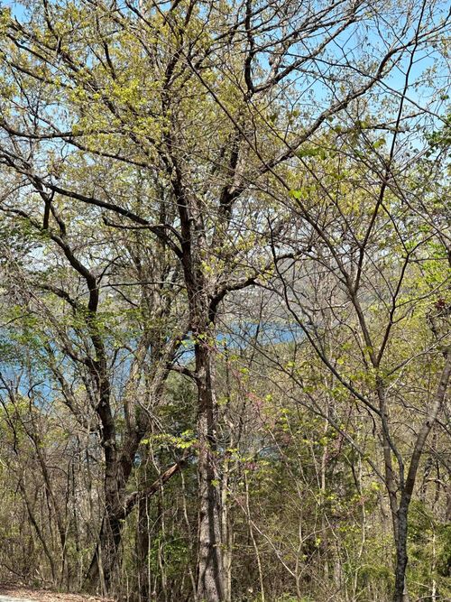 Lot 75 Country Ln, Blue Eye, MO, 65611-8112 | Card Image