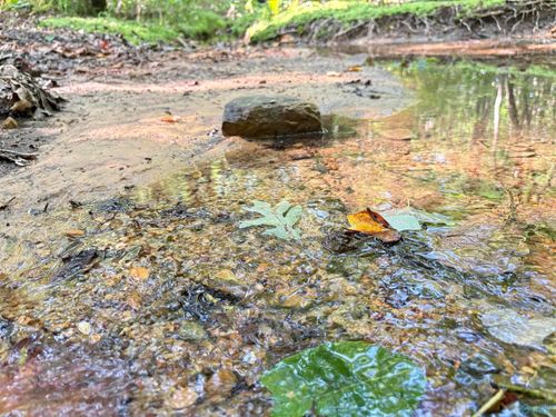 32 ac County Road 303, Princeton, AL, 35766 | Card Image