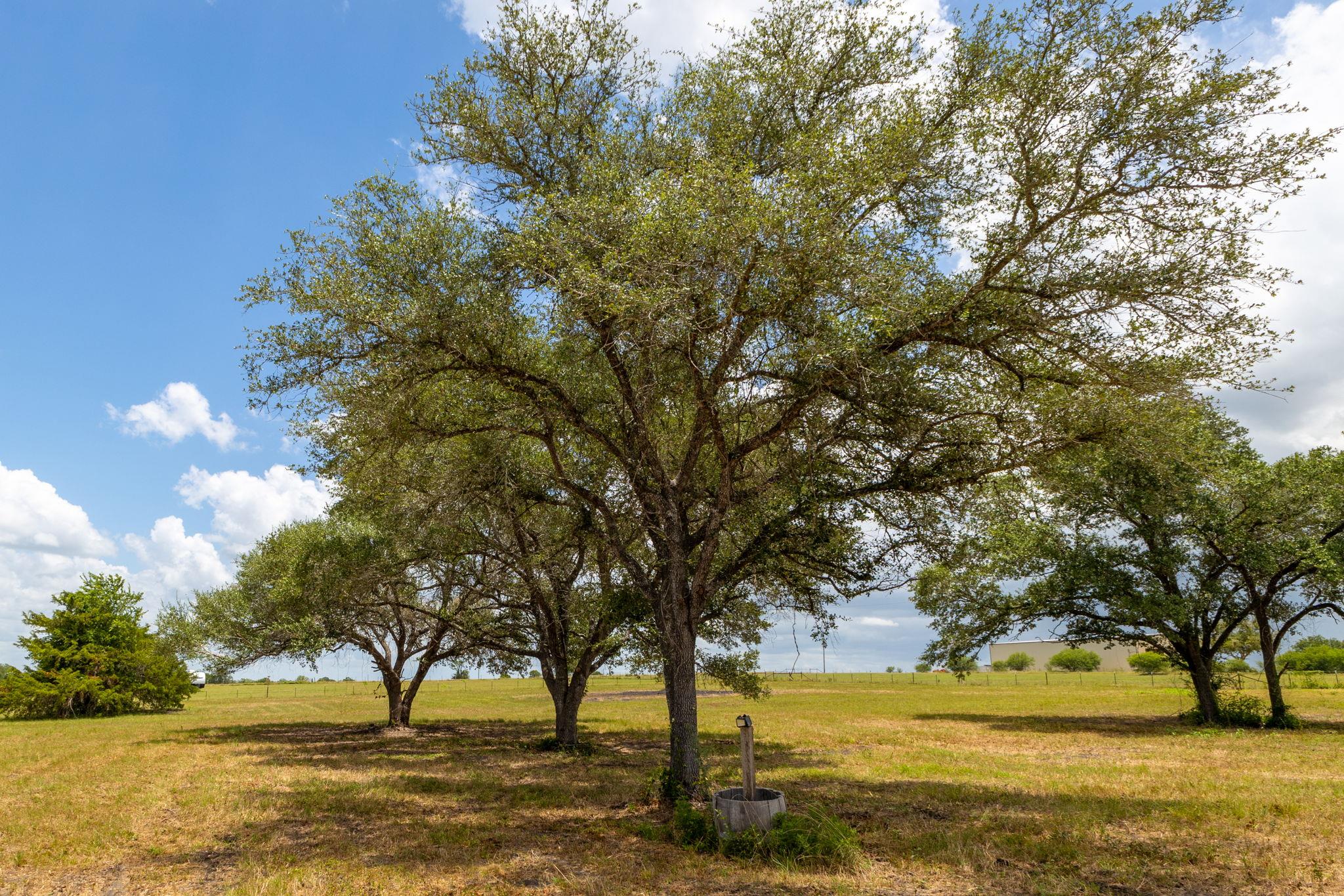 Land in Flatonia