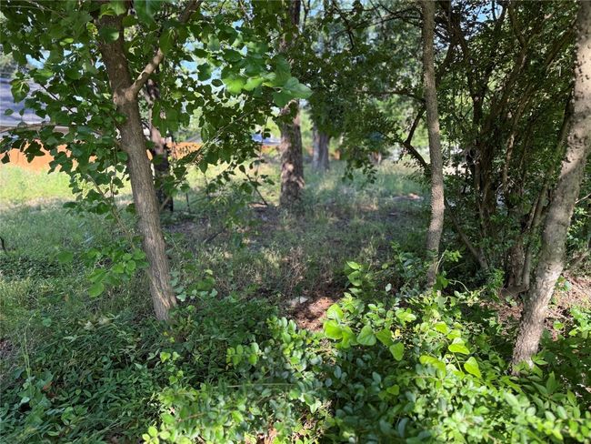View of local wilderness | Image 16