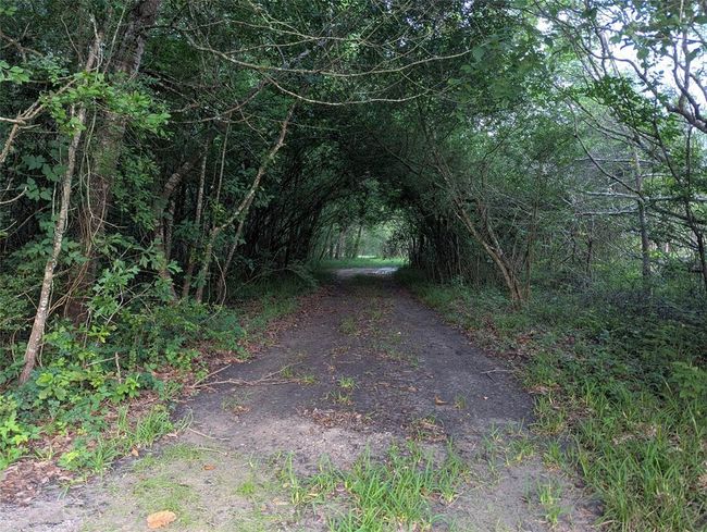 Walking trail from large clearing | Image 6