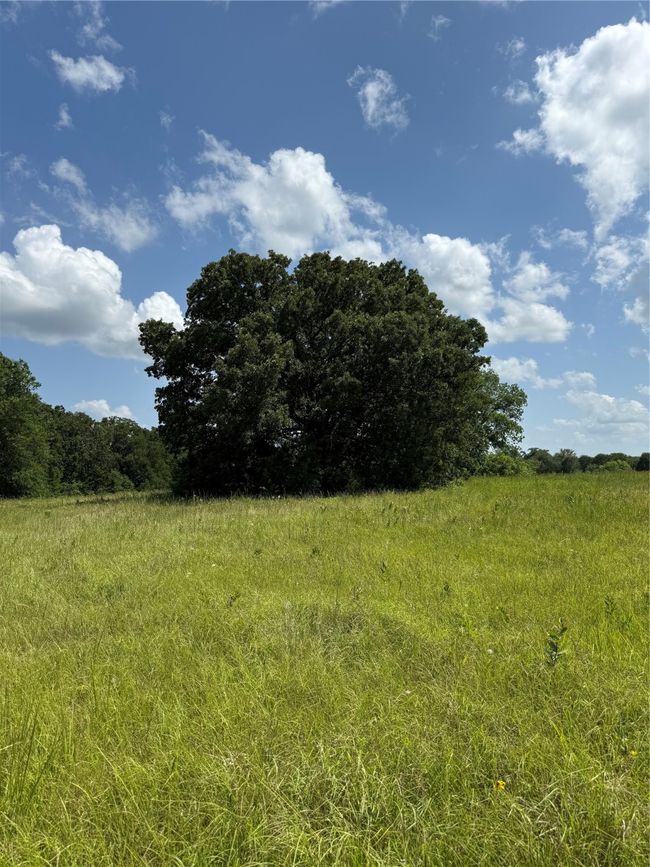 View of local wilderness with rural landscape | Image 20
