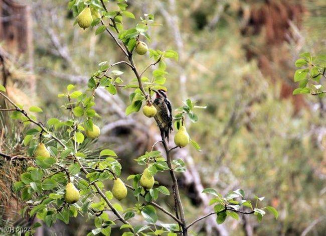 MT. CHARLESTON AREA - Wildlife | Image 34