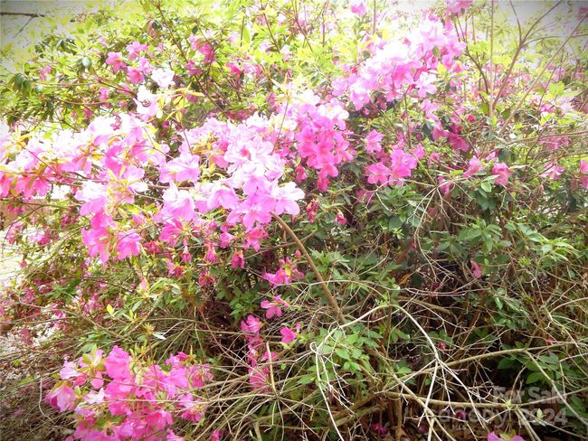 Beautiful old growth azaleas | Image 22