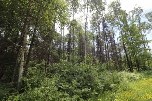 Lot 1 Campbell Rd, Herbster, WI, 54844 | Card Image