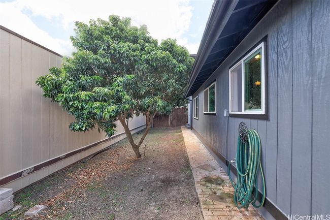 Lychee Tree | Image 20