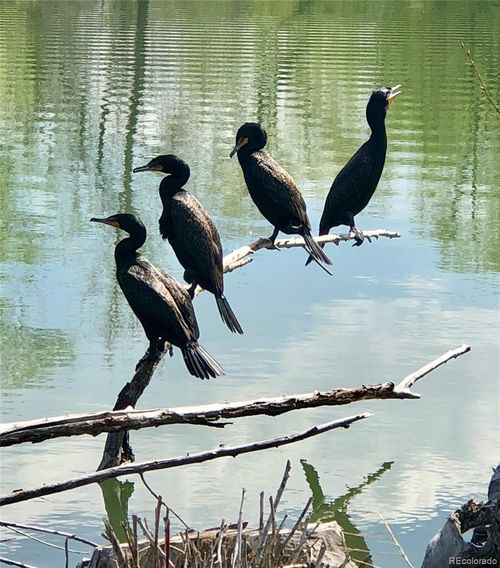 8901 W Yale Ave, Lakewood, CO, 80227-2968 | Card Image