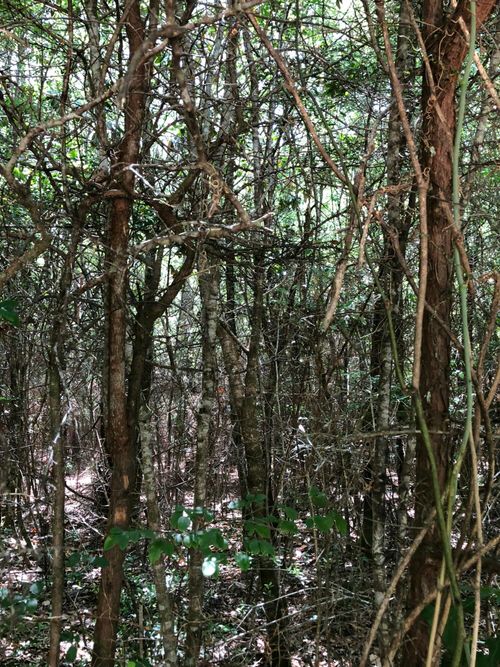 Parcel C Yellow River Baptist Church Rd, Baker, FL, 32531 | Card Image