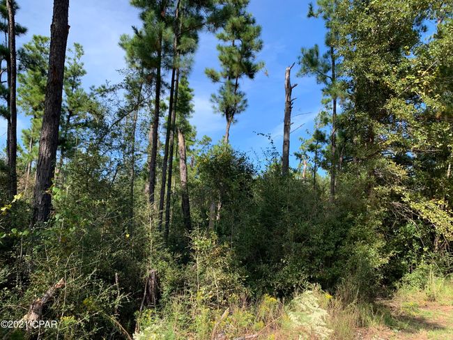 0000 Drury Ln, Home with 0 bedrooms, 0 bathrooms and null parking in Alford FL | Image 4