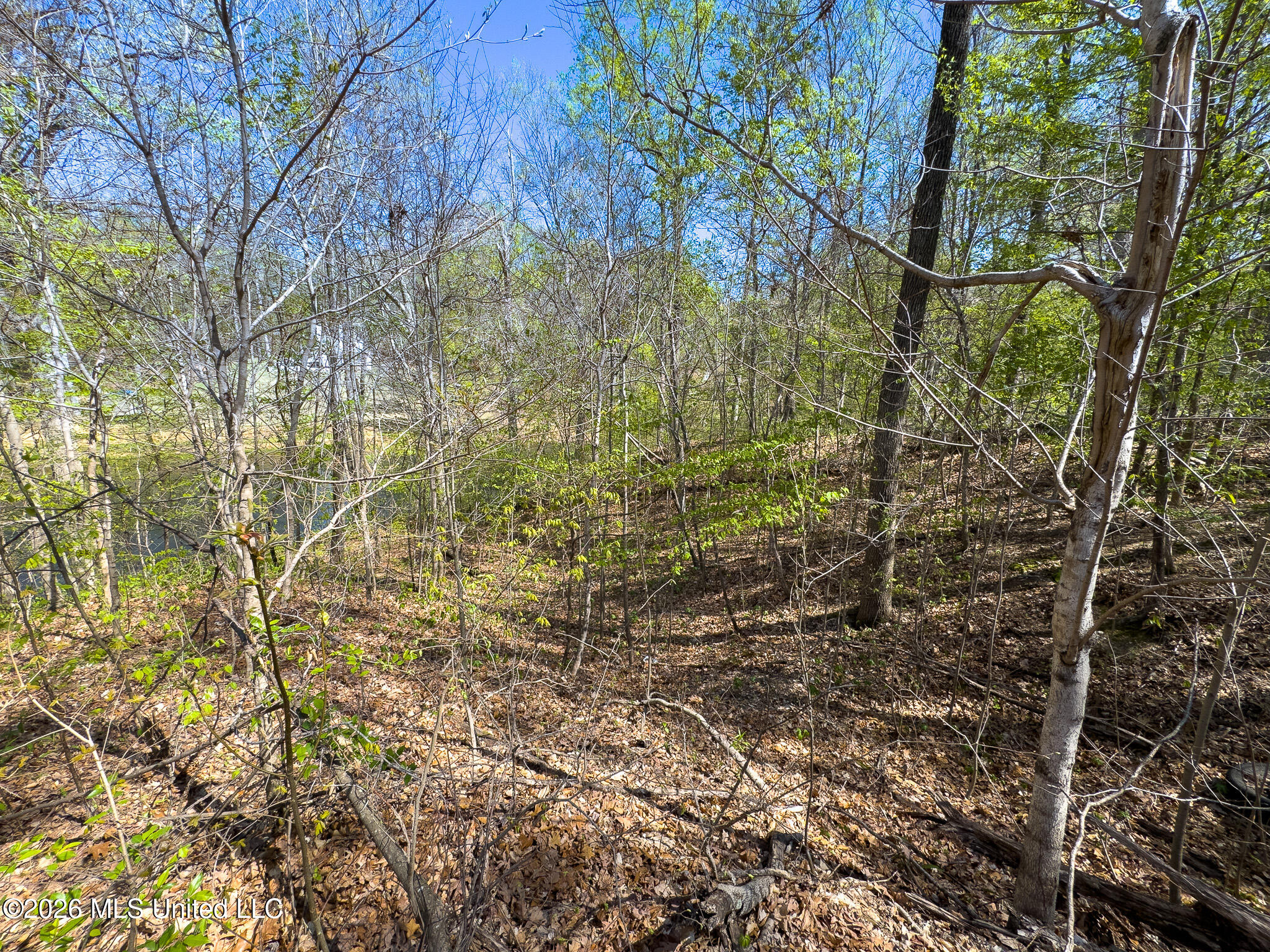 Land in Hernando 5