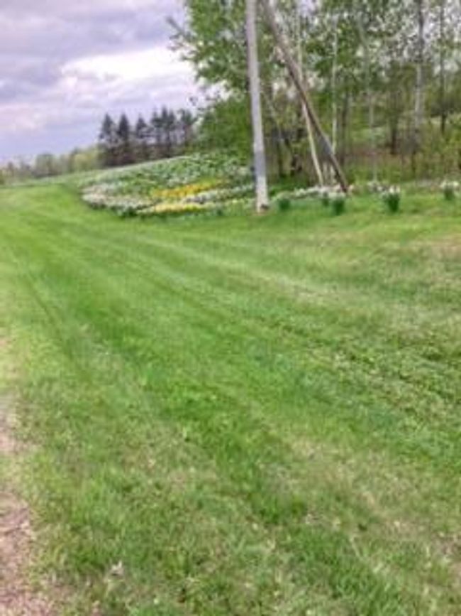 Spring Daffodils Along The Road | Image 16