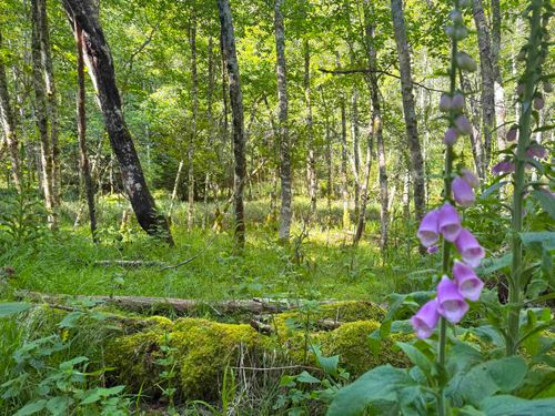 Lot 14 Bodega Beach Dr, Galiano Island, BC, V0N | Card Image