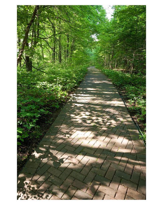 Spot some birds while walking the tranquil paths | Image 114