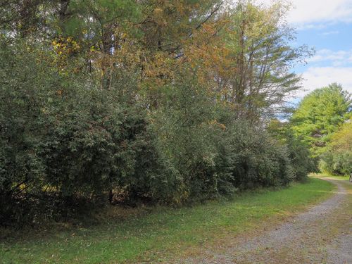 TBD Blue Lake Ln (Lot #36), Laurel Fork, VA, 24352 | Card Image