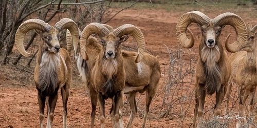 Buffalo4 Ranch County Road 290, Blackwell, TX, 79506 | Card Image