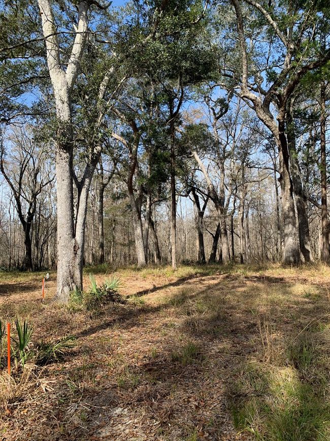 Lot 5 Big Cedar Rd, Home with 0 bedrooms, 0 bathrooms and null parking in Ponce De Leon FL | Image 6