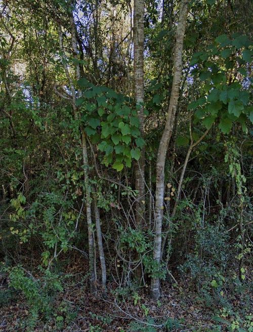 0 Lakeside Cv, Carriere, MS, 39426 | Card Image