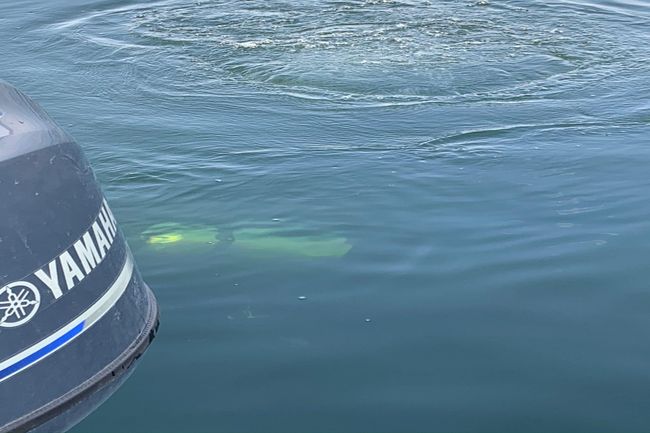 Scuba diving in Bull Shoals Lake | Image 49