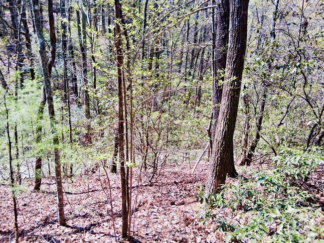 Lot 751 Morton Dr, Home with 0 bedrooms, 0 bathrooms and null parking in Ellijay GA | Image 4