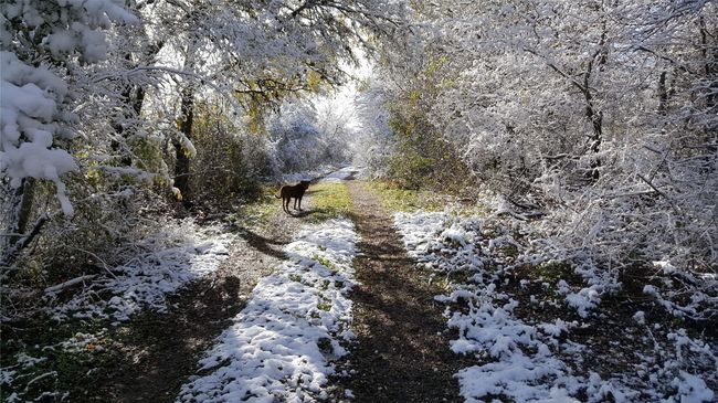 Snowy view with a wooded view | Image 26